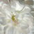 Biały  - Róże Hybrid Perpetual - White Jacques Cartier